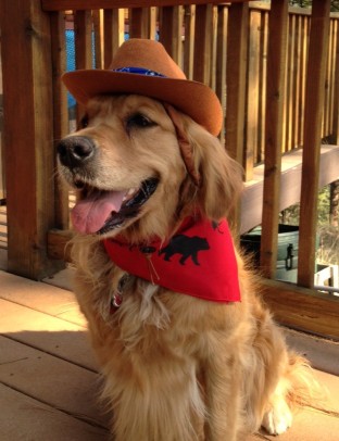 Cali, a golden retriever, wears a cowboy hat, red bandana, and a huge smile