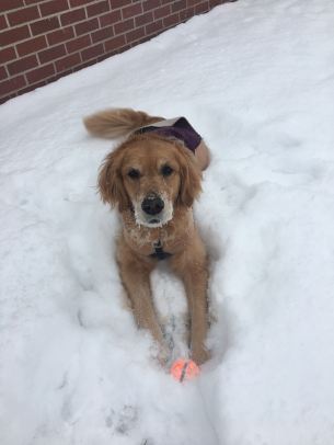 Cali lies in the snow with her orange tennis ball between her paws