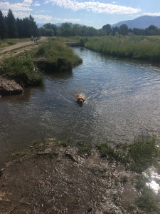 Cali swims to the bank of a river with her ball
