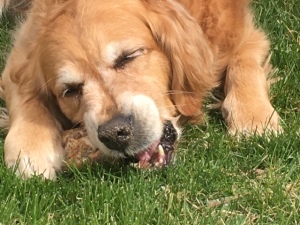 Cali, a golden retriever, enjoys the bone she dug out of her digging pit