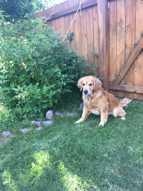 Golden retriever Cali sits next to the raspberry patch, waiting for berries to ripen