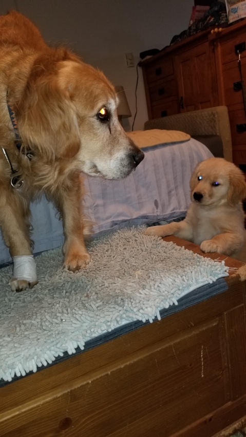 9-year-old Cali meets 10-week-old Orly. Both are golden retrievers.