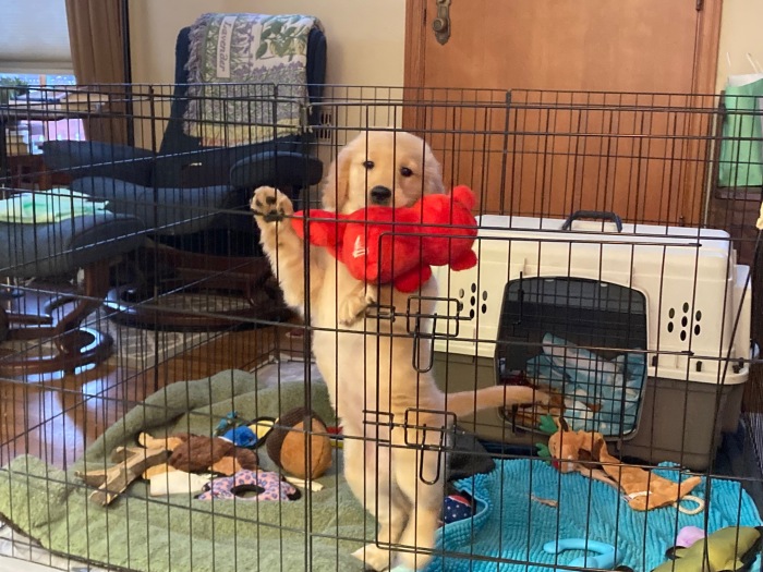 11 week old Orly, a golden retriever, holds a red toy and stands up against a wire fence