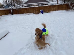 11-week-old golden puppy Orly plays with Cali, also a golden. They are in lots of snow. cali wears a blue and yellow coat.