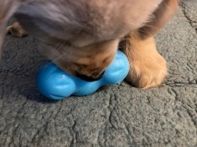 Golden puppy Orly works on a blue treat toy
