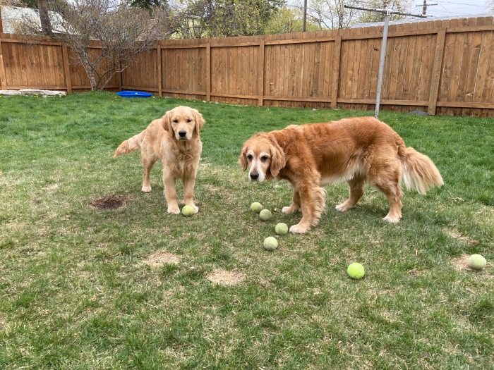 Golden retrievers Cali and Orly stand on grass, surrounded by tennis balls