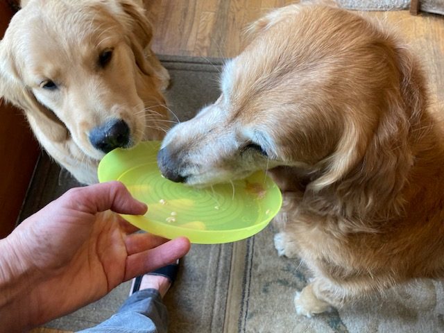 Golden retrievers Orly and Cali lick the last bits of peanut butter off of a yellow plastic plate
