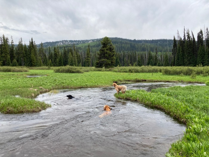 2 golden retrievers and a black Lab swim in a mountain stream