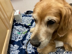 Golden retriever Cali sits patiently with a chemo drip monitor in the background