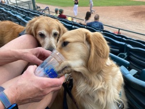 Goldens Cali and Orly enjoy a drink at the ball game