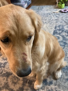 Golden puppy Orly has a large purple stain on her nose