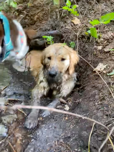 Golden retriever puppy Orly lies in a muddy river, coated in mud
