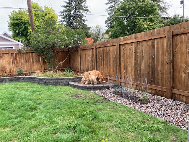 2 golden retrievers in small area of a large yard