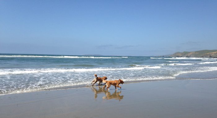 Golden sisters Dora and Cali run on a wide beach with surf and a blue sky in the background